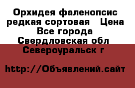 Орхидея фаленопсис редкая сортовая › Цена ­ 800 - Все города  »    . Свердловская обл.,Североуральск г.